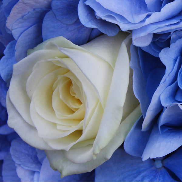 A white rose among blue petals